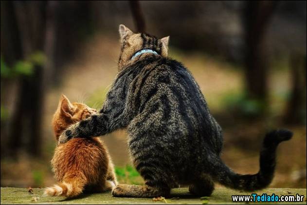 PUBLISHED by catsmob.com