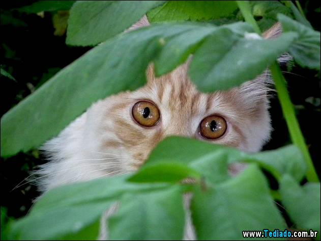 PUBLISHED by catsmob.com