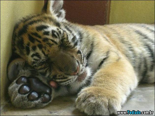 PUBLISHED by catsmob.com