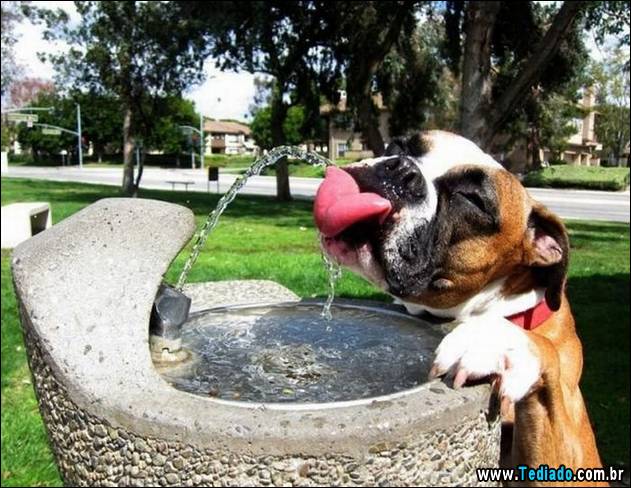 PUBLISHED by catsmob.com