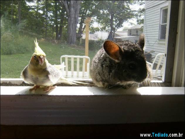 PUBLISHED by catsmob.com