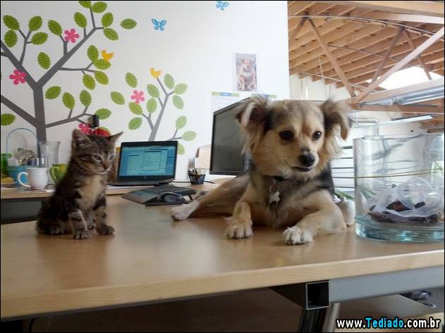 PUBLISHED by catsmob.com