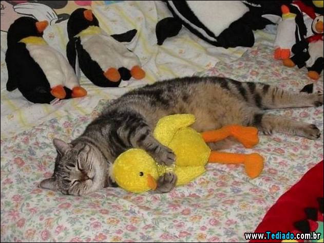 PUBLISHED by catsmob.com