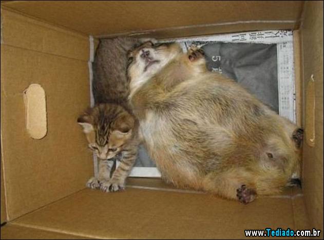 PUBLISHED by catsmob.com