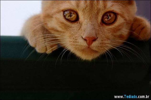 PUBLISHED by catsmob.com