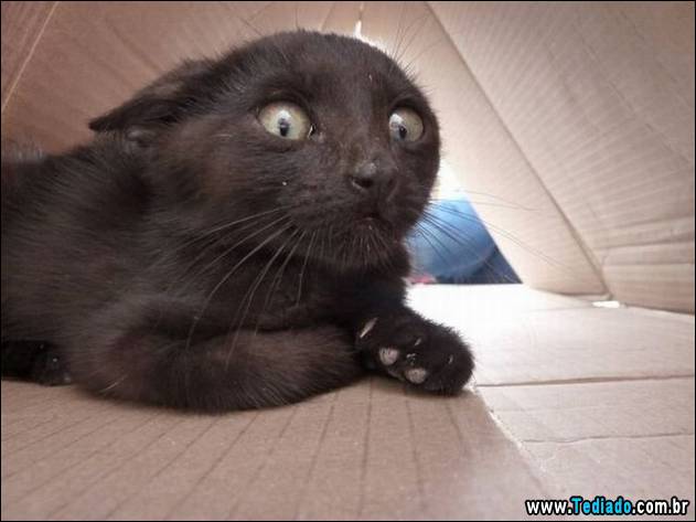 PUBLISHED by catsmob.com