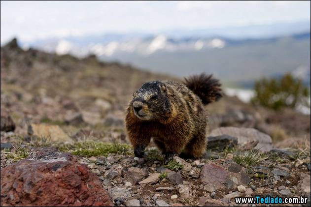 PUBLISHED by catsmob.com