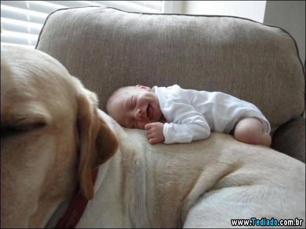 animais-que-nao-sabem-o-seu-lugar-02