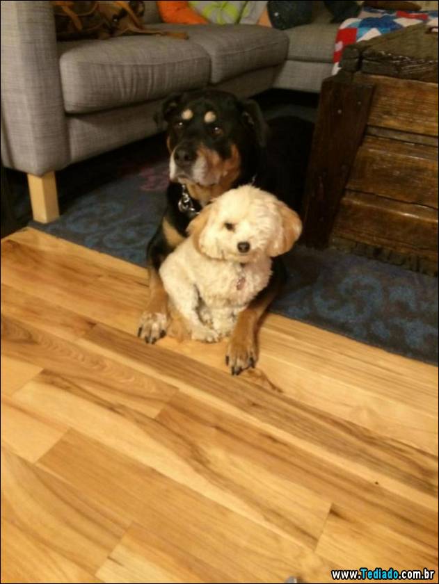 animais-que-nao-sabem-o-seu-lugar-05