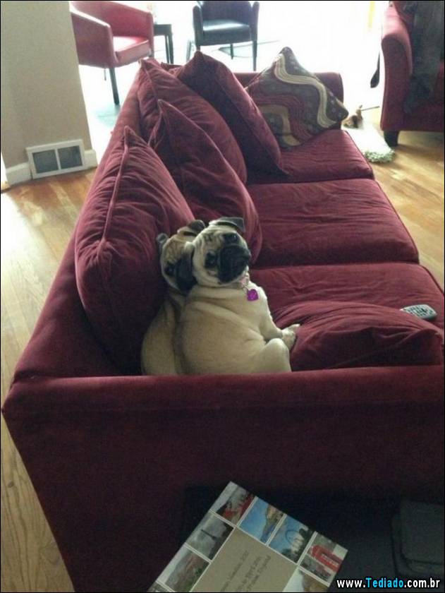 animais-que-nao-sabem-o-seu-lugar-06