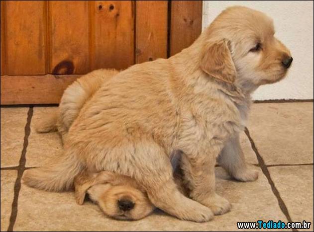 animais-que-nao-sabem-o-seu-lugar-07