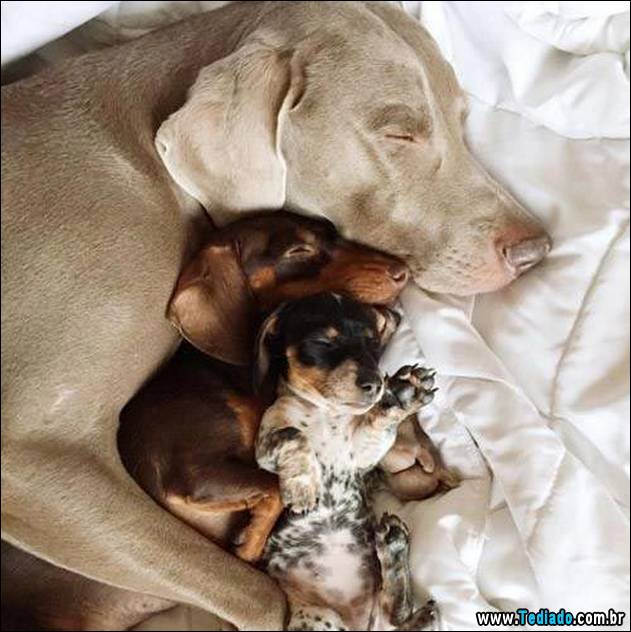 animais-que-nao-sabem-o-seu-lugar-09