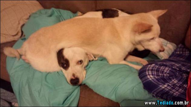 animais-que-nao-sabem-o-seu-lugar-11