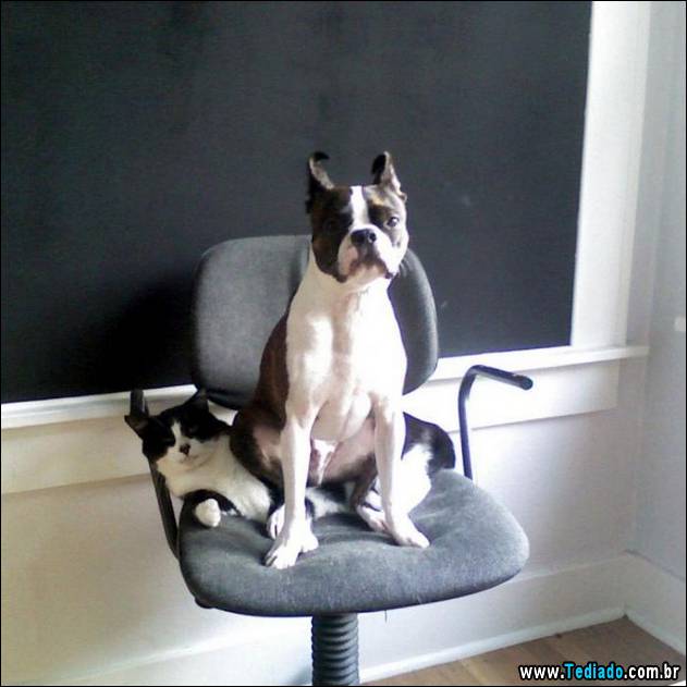 animais-que-nao-sabem-o-seu-lugar-13