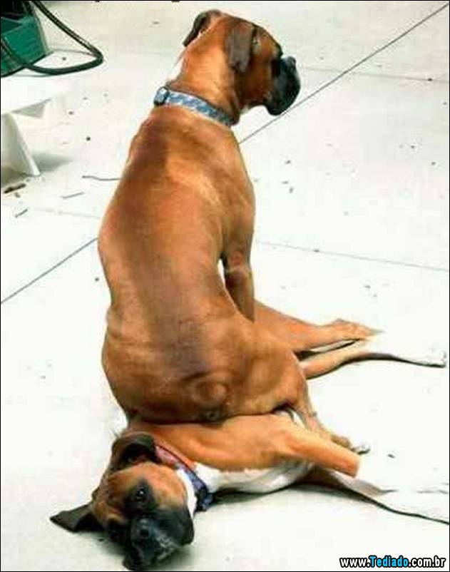 animais-que-nao-sabem-o-seu-lugar-16