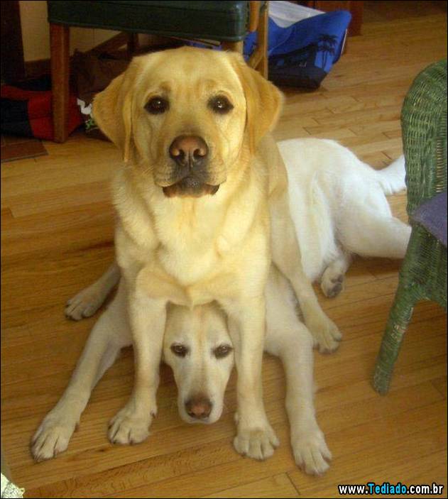 animais-que-nao-sabem-o-seu-lugar-19