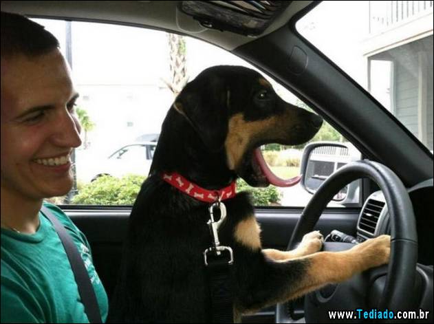 animais-que-nao-sabem-o-seu-lugar-20