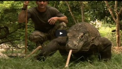 Fatos muito curiosos sobre animais 10
