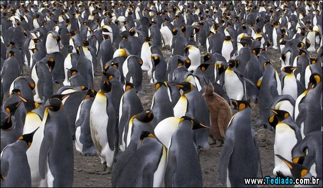 fotos-de-bom-humor-04