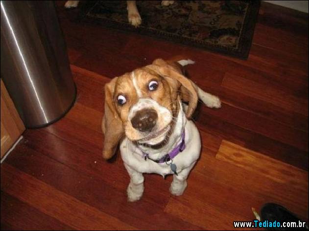 fotos-de-bom-humor-06