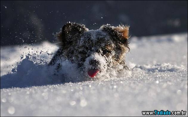 fotos-de-bom-humor-11