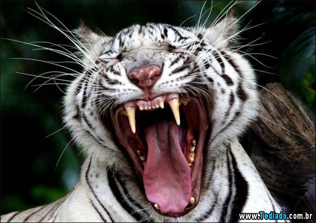 fotos-de-bom-humor-13