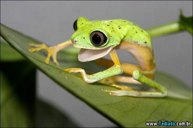 fotos-de-bom-humor-26