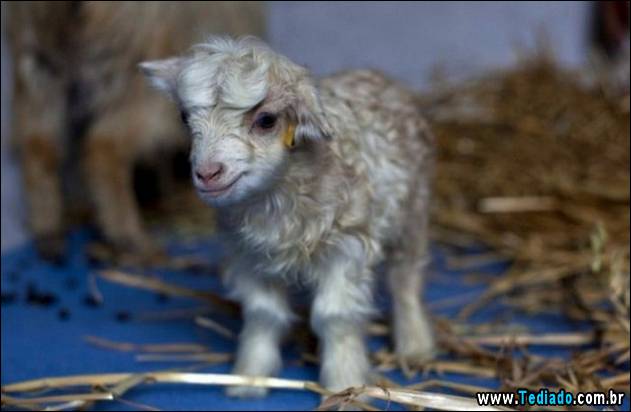 fotos-de-bom-humor-27