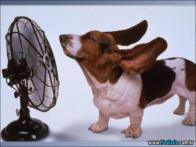 fotos-de-bom-humor-37