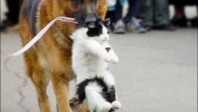 Imagens positivas (40 fotos) 32