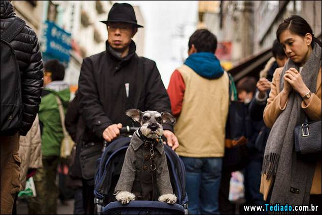 melhores-imagens-de-animais-02