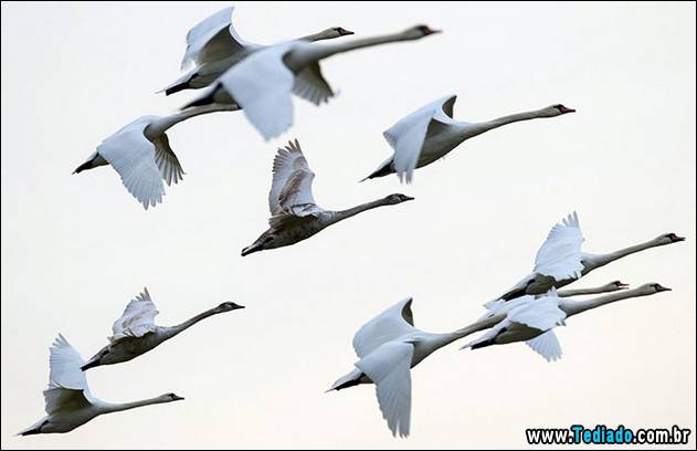 melhores-imagens-de-animais-03