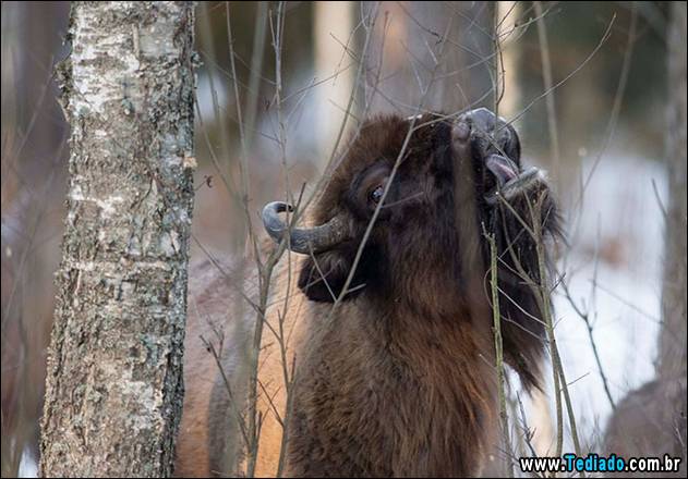 melhores-imagens-de-animais-04