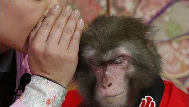 Melhores fotos de animais da semana (21 fotos) 34