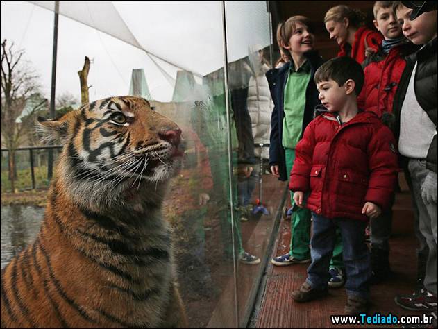 melhores-imagens-de-animais-10