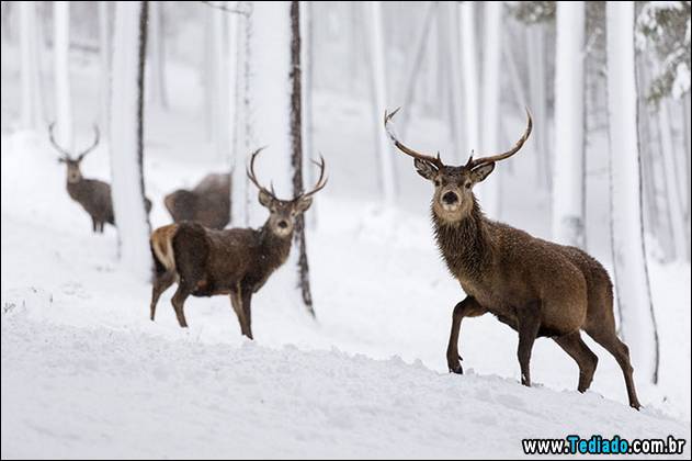 melhores-imagens-de-animais-11