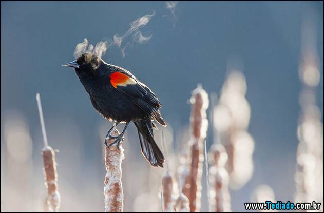 melhores-imagens-de-animais-16