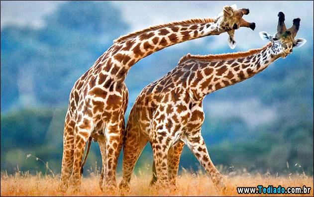 melhores-imagens-de-animais-17