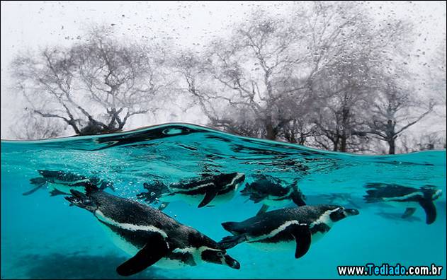 APTOPIX Britain Zoo Count