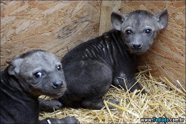 Laughing hyena (Crocuta crocuta) babies in Jaszbereny Zoo, Hungary