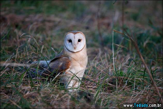 melhores-imagens-de-animais-21