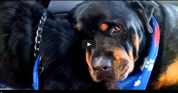 Rottweiler chora a morte do seu irmão 35