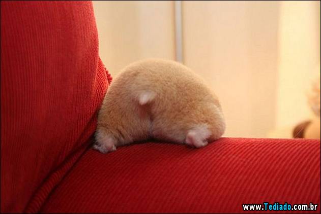 bom-humor-para-todos-02