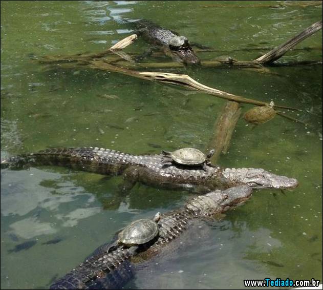 bom-humor-para-todos-17