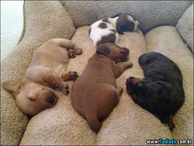 bom-humor-para-todos-25