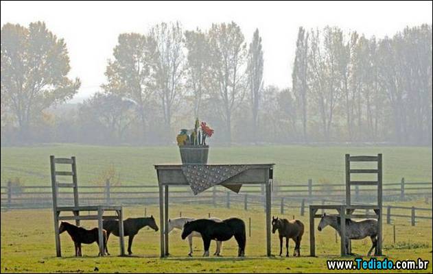 bom-humor-para-todos-32