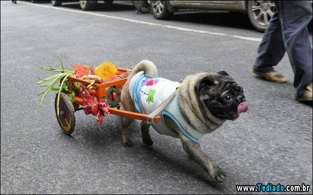 bom-humor-para-todos-43