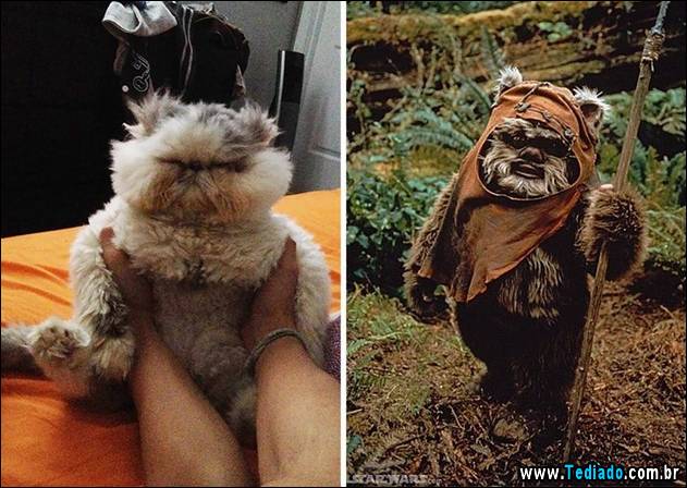 exemplos-de-semelhanca-06