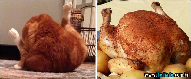 exemplos-de-semelhanca-10