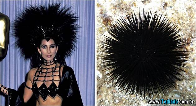 exemplos-de-semelhanca-23